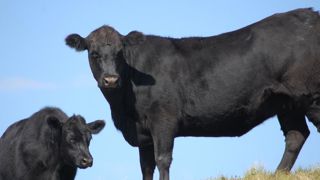 Les exportations de viande bovine argentine redémarrent Les exportations de viande bovine argentine redémarrent