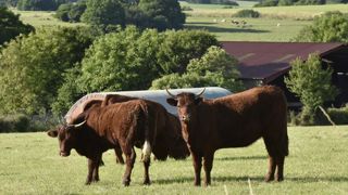 Des éleveurs de bovins viande veulent bloquer les abattoirs Des éleveurs de bovins viande veulent bloquer les abattoirs
