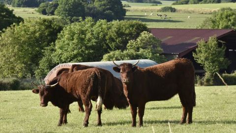 Des éleveurs de bovins viande veulent bloquer les abattoirs Des éleveurs de bovins viande veulent bloquer les abattoirs