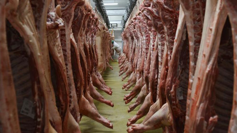 Davantage de porcs à l’abattoir