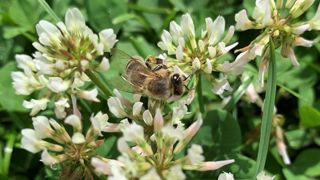 Le plan pollinisateurs en consultation publique pour trois semaines Le plan pollinisateurs en consultation publique pour trois semaines