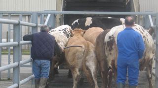Moins de vaches allaitantes à l’abattoir en mai Moins de vaches allaitantes à l’abattoir en mai