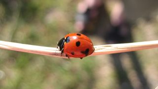 Cinq recommandations pour promouvoir le biocontrôle Cinq recommandations pour promouvoir le biocontrôle