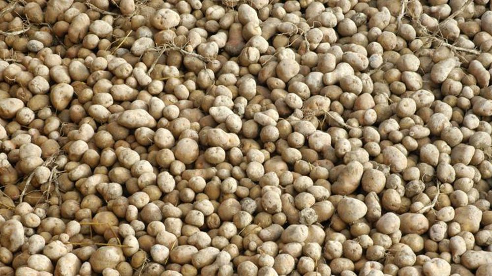 Les surfaces de pommes de terre reculent de 3 % en France