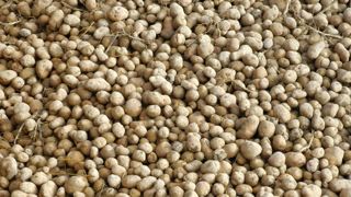Les surfaces de pommes de terre reculent de 3 % en France Les surfaces de pommes de terre reculent de 3 % en France