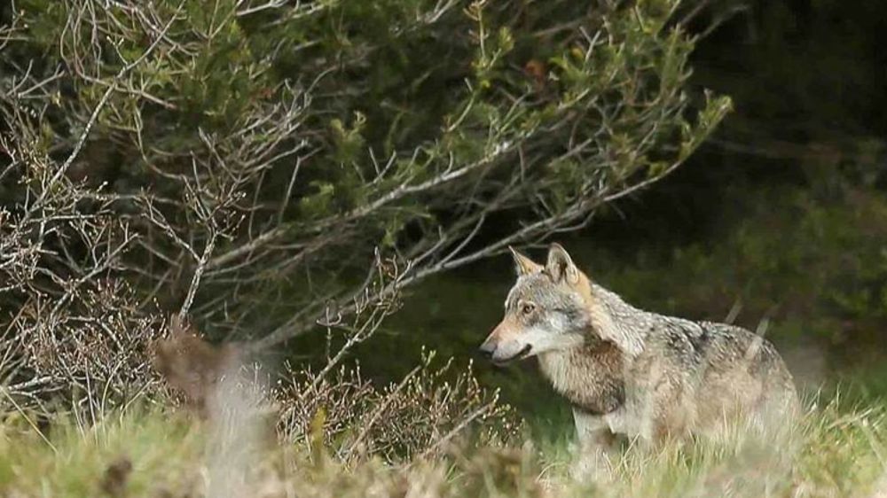 Les loups gagnent encore du terrain