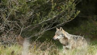 Les loups gagnent encore du terrain Les loups gagnent encore du terrain