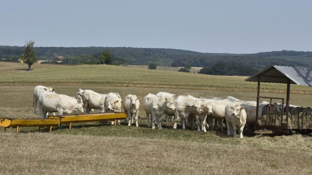L’agriculture ne réduirait pas assez vite ses émissions