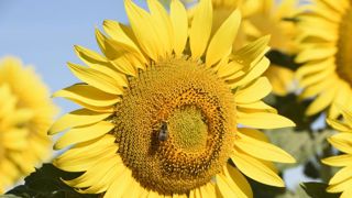 L’arrêté « abeilles » serait une régression pour l’Unaf L’arrêté « abeilles » serait une régression pour l’Unaf