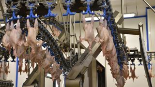 Seuls les abattages de poulets de chair résistent au déclin Seuls les abattages de poulets de chair résistent au déclin