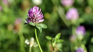 Deux listes pour mieux choisir ses variétés fourragères Deux listes pour mieux choisir ses variétés fourragères