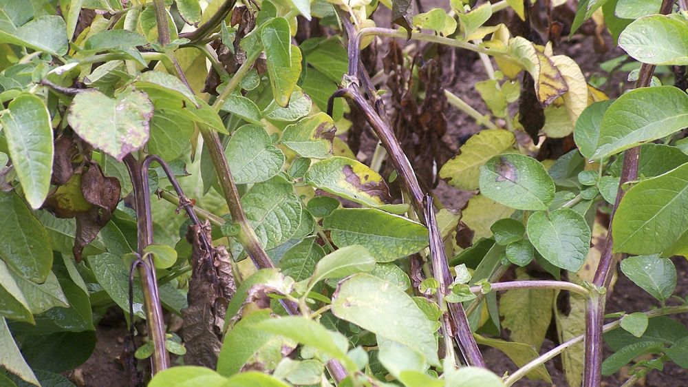 Dérogation pour l’antimildiou Cymbal 45