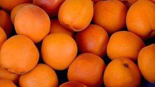 À cause du gel, la production d’abricots chute de moitié À cause du gel, la production d’abricots chute de moitié