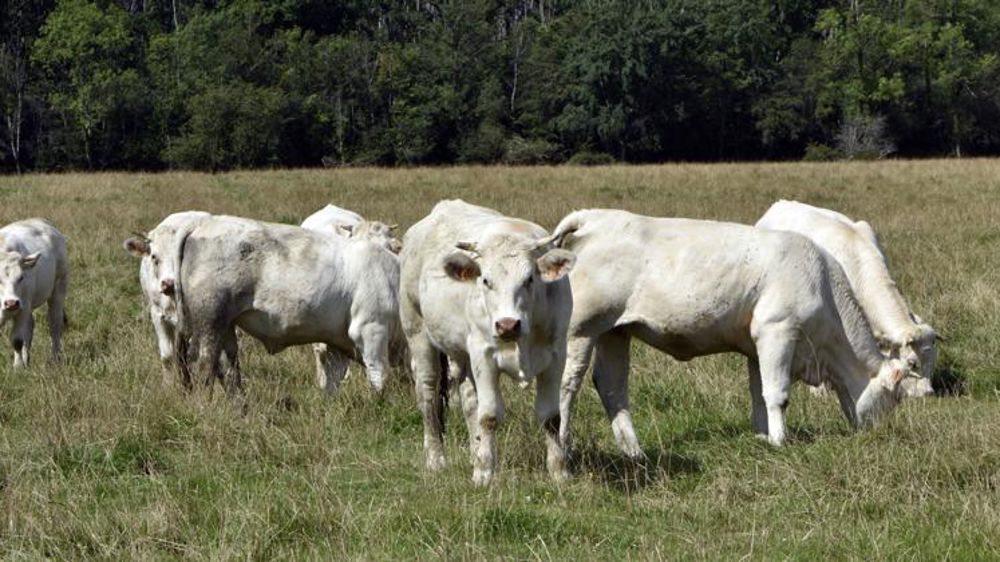 Lever les freins à la contractualisation dans la filière bovine