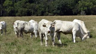 Lever les freins à la contractualisation dans la filière bovine Lever les freins à la contractualisation dans la filière bovine