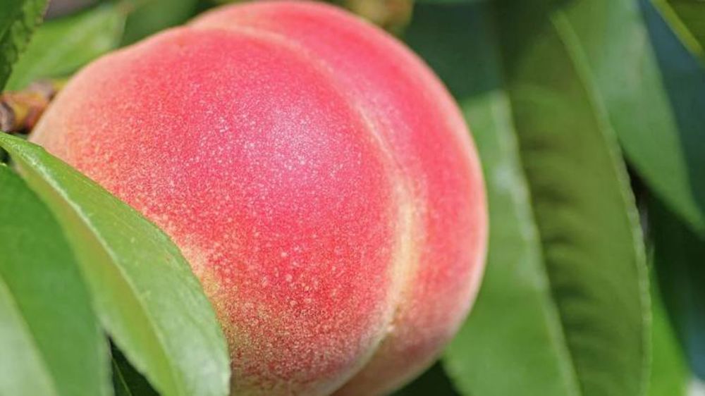 La récolte de pêches la plus faible depuis 1975