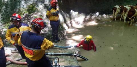 Une trentaine de sapeurs-pompiers sont intervenus pour sauver les génisses. © Timothé Maire
