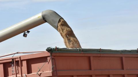 Les prix des céréales et du colza explosent Les prix des céréales et du colza explosent