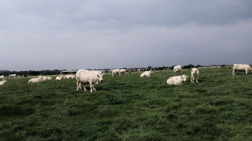 « Respecter 7 à 8 cm de hauteur de fauche pour une bonne repousse »