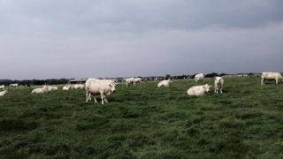 « Respecter 7 à 8 cm de hauteur de fauche pour une bonne repousse » « Respecter 7 à 8 cm de hauteur de fauche pour une bonne repousse »