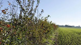 86 lauréats pour planter et gérer des haies 86 lauréats pour planter et gérer des haies