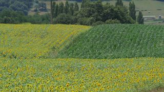De belles perspectives de rendement pour les cultures d’été De belles perspectives de rendement pour les cultures d’été