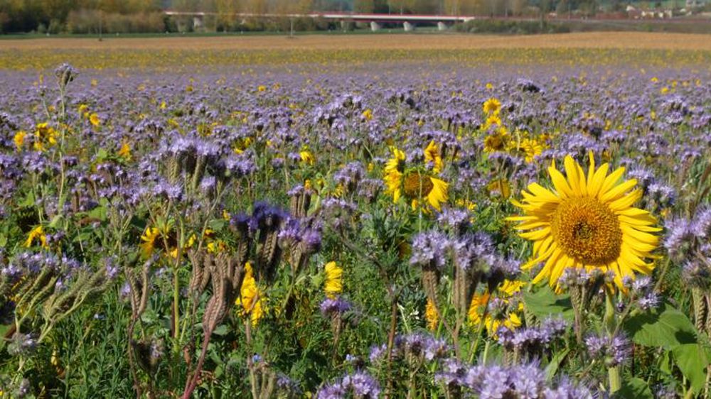 Le label bas carbone s’ouvre à de nouveaux domaines