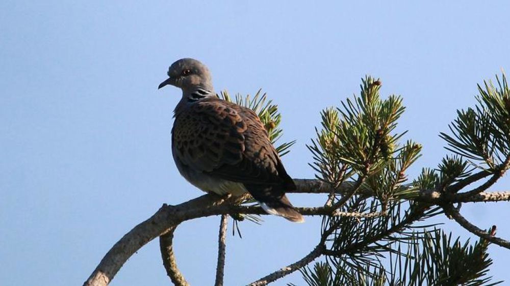 La chasse aux tourterelles des bois reste interdite