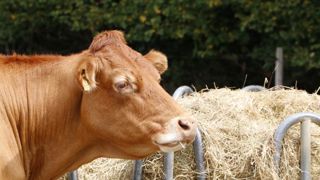 Moins de vaches à l’abattoir en juillet Moins de vaches à l’abattoir en juillet