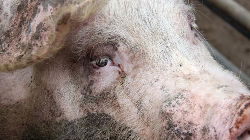 Le prix du porc sous tension en juillet