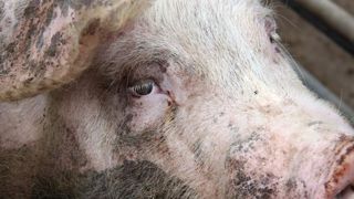 Le prix du porc sous tension en juillet Le prix du porc sous tension en juillet