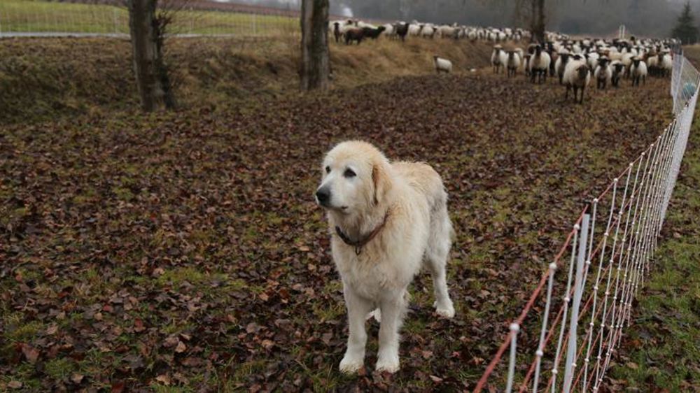 Pour la FNO, la prédation est « le cancer de l’élevage »