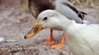 Nouveau cas de grippe aviaire dans les Ardennes Nouveau cas de grippe aviaire dans les Ardennes