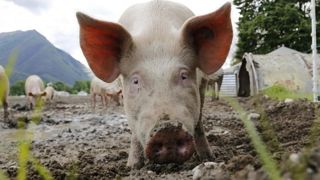 La Confédération paysanne veut retarder la fin de la castration à vif des porcs La Confédération paysanne veut retarder la fin de la castration à vif des porcs