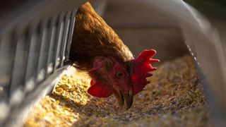 Un foyer de grippe aviaire détecté dans l’Aisne Un foyer de grippe aviaire détecté dans l’Aisne