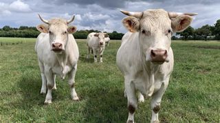 Cinq leviers pour favoriser l’essor de l’agriculture biologique Cinq leviers pour favoriser l’essor de l’agriculture biologique