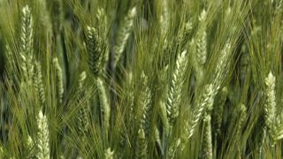 Deux clés de la réussite du bio en grandes cultures Deux clés de la réussite du bio en grandes cultures