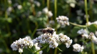 Le pollen a un effet « détox » sur les abeilles Le pollen a un effet « détox » sur les abeilles
