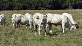 Le Modef défend ses propositions pour l’élevage Le Modef défend ses propositions pour l’élevage