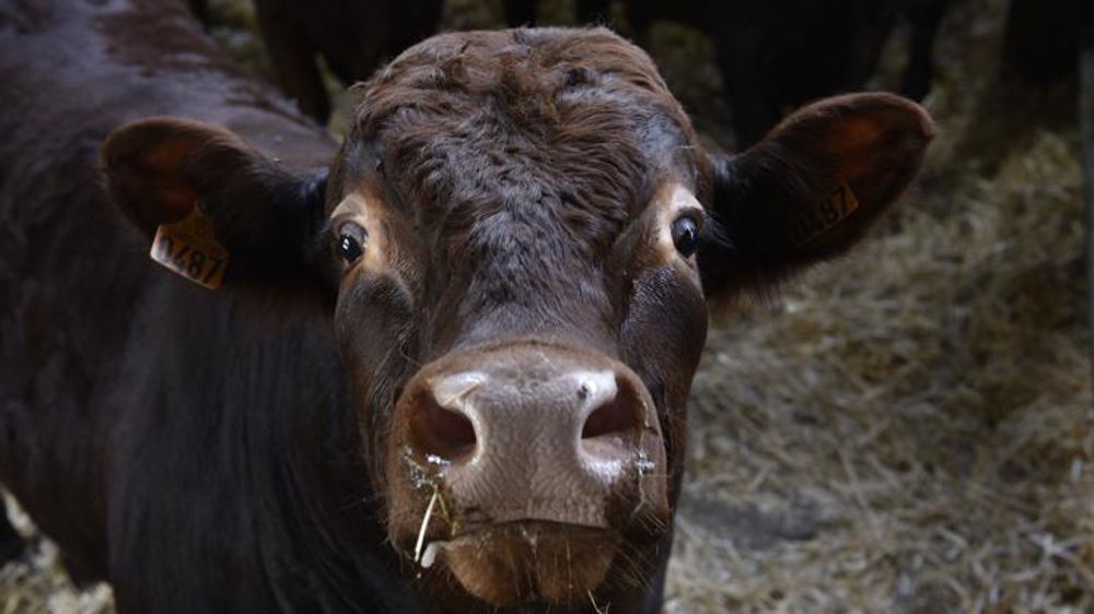 Les exportations de broutards ont fléchi en juillet