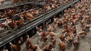 Hausse record des ventes d’œufs issus d’élevages au sol Hausse record des ventes d’œufs issus d’élevages au sol