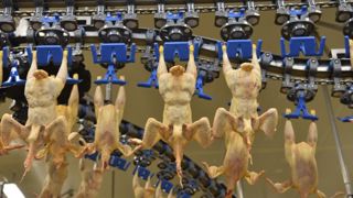 Les importations françaises de poulet ont doublé en dix ans Les importations françaises de poulet ont doublé en dix ans
