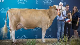 La simmental à l’honneur au Sommet de l’élevage La simmental à l’honneur au Sommet de l’élevage