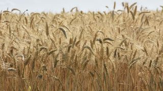 Seulement 27 % du blé tendre classés « Premium » ou « Supérieur » Seulement 27 % du blé tendre classés « Premium » ou « Supérieur »