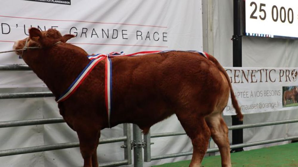 Un taureau limousin adjugé 25 000 euros