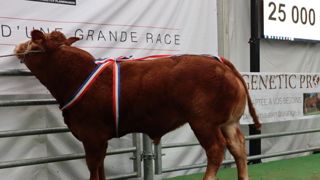 Un taureau limousin adjugé 25 000 euros Un taureau limousin adjugé 25 000 euros