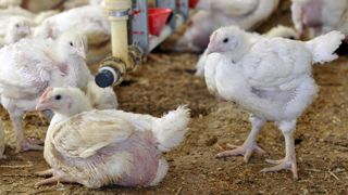 Les Pays-Bas confinent leurs volailles face à la grippe aviaire Les Pays-Bas confinent leurs volailles face à la grippe aviaire