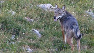 Lettre ouverte à Jean Castex pour réguler les loups Lettre ouverte à Jean Castex pour réguler les loups