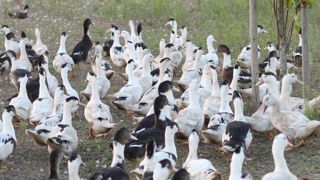 « Plus aucune marge de manœuvre » pour les producteurs de foie gras « Plus aucune marge de manœuvre » pour les producteurs de foie gras