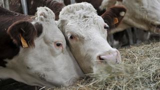 Un cas de brucellose bovine découvert en France Un cas de brucellose bovine découvert en France